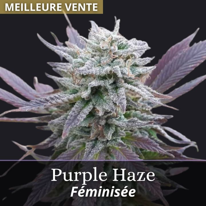 Purple Haze
