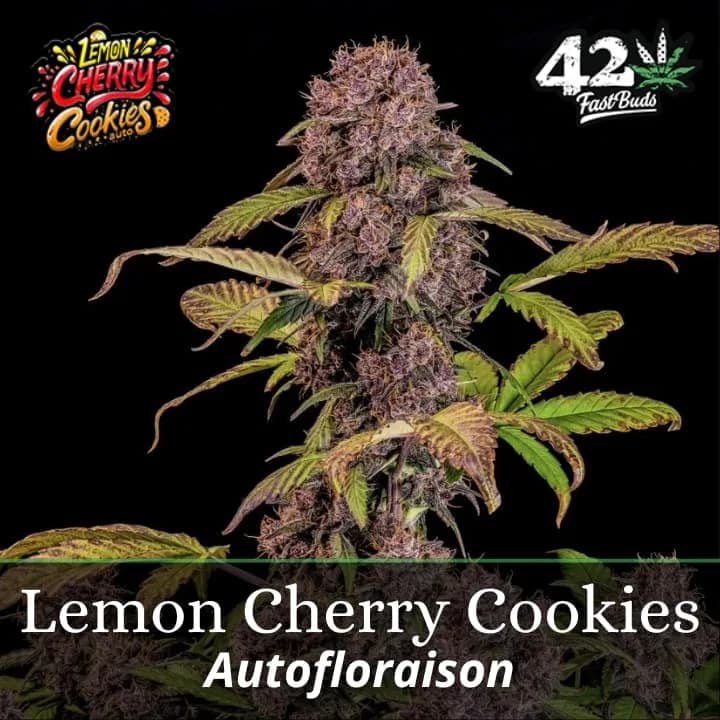 Lemon Cherry Cookies Auto PROMO