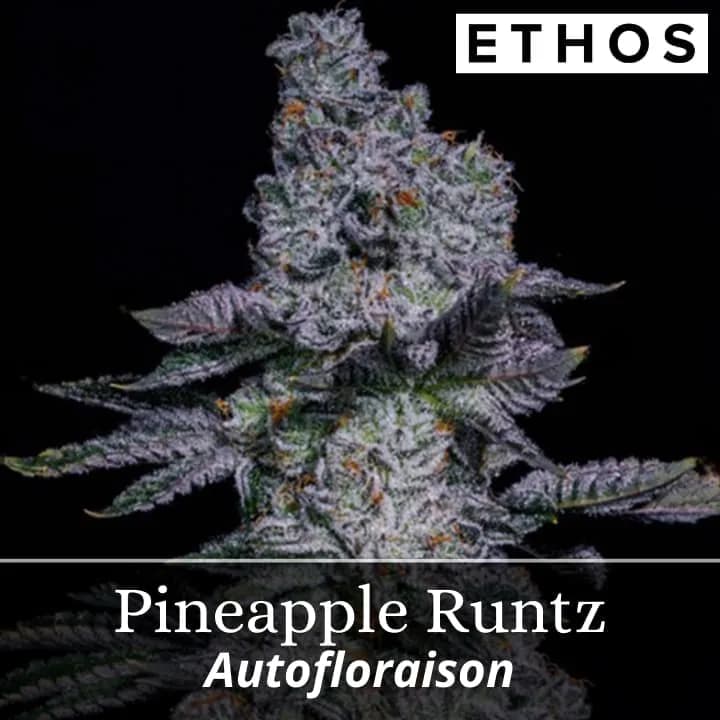 Pineapple Runtz Auto