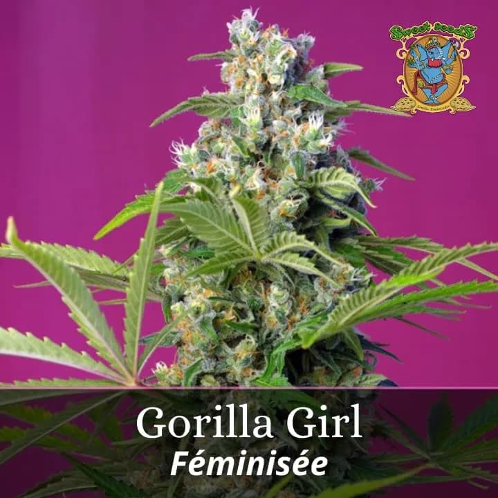 Gorilla Girl PROMO