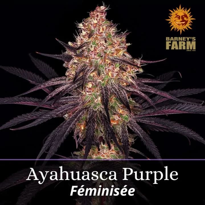 Ayahuasca Purple