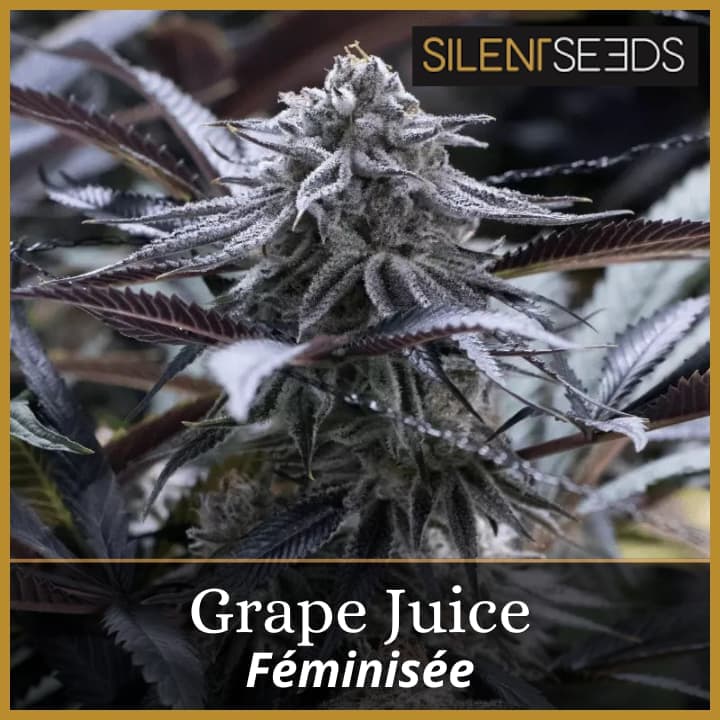 Grape Juice