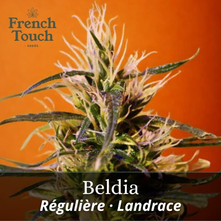 Beldia