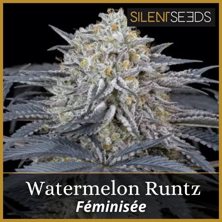 Watermelon Runtz