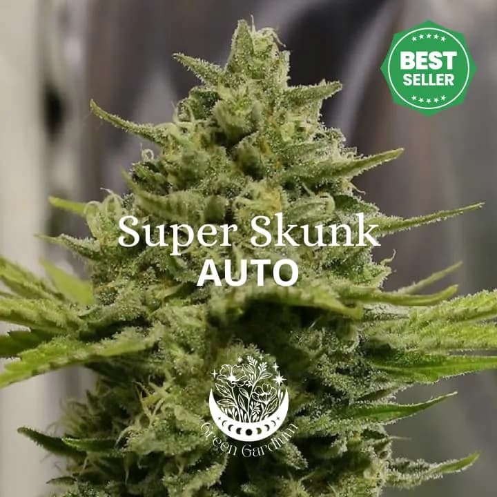 Super Skunk Auto