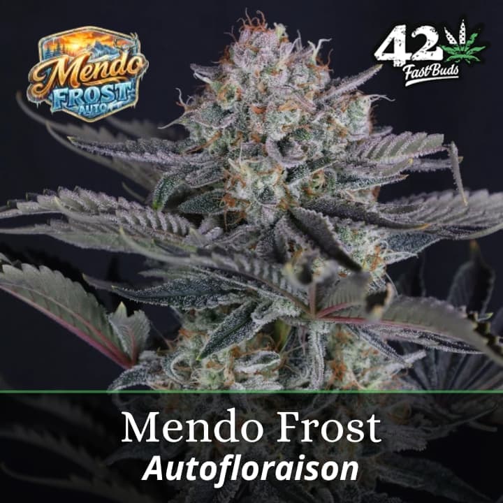 Mendo Frost Auto PROMO
