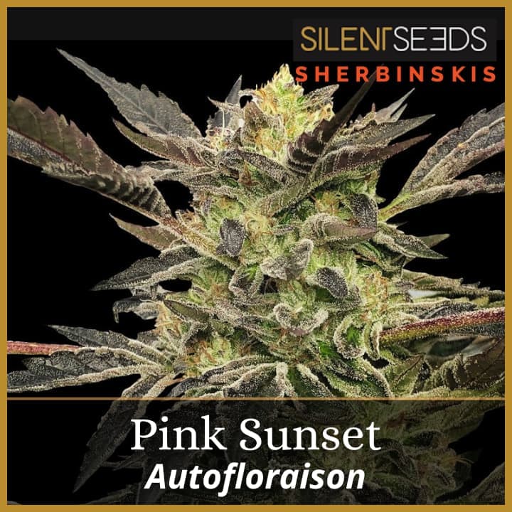 Pink Sunset Auto