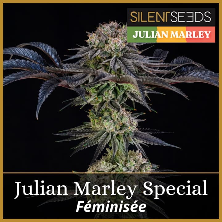 Julian Marley Special
