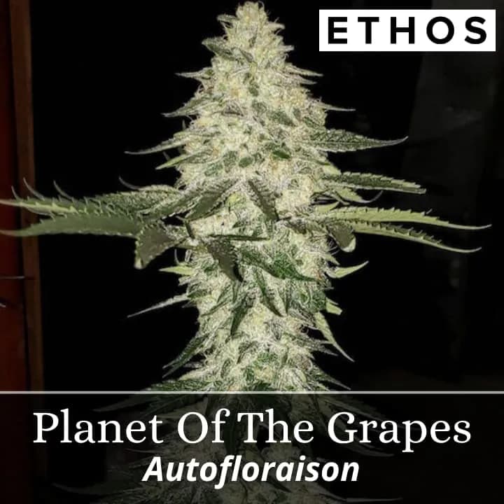 Planet Of The Grapes Auto