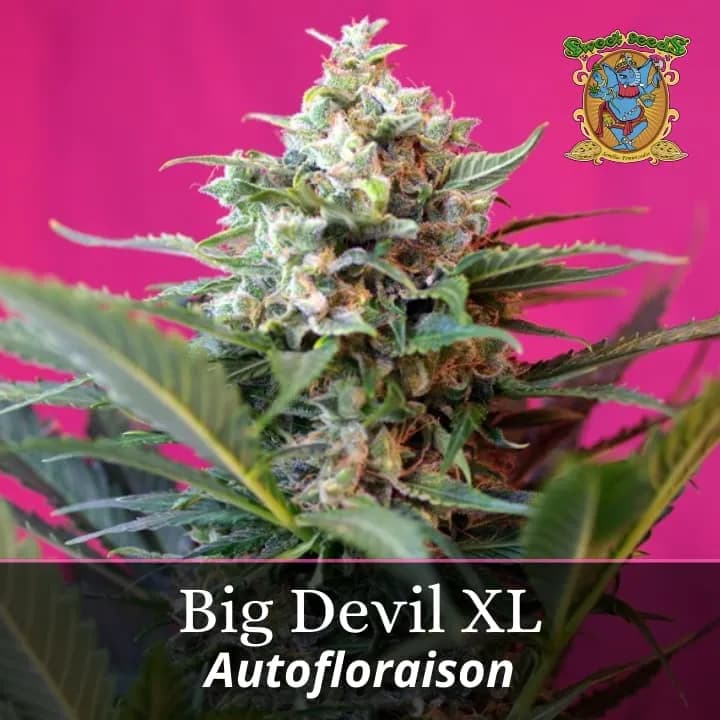 Big Devil XL Auto