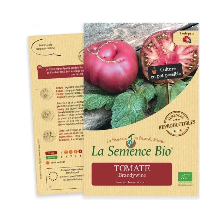 Tomate Brandywine Rose