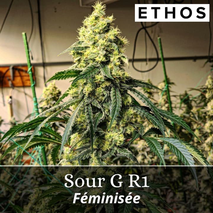 Sour G R1