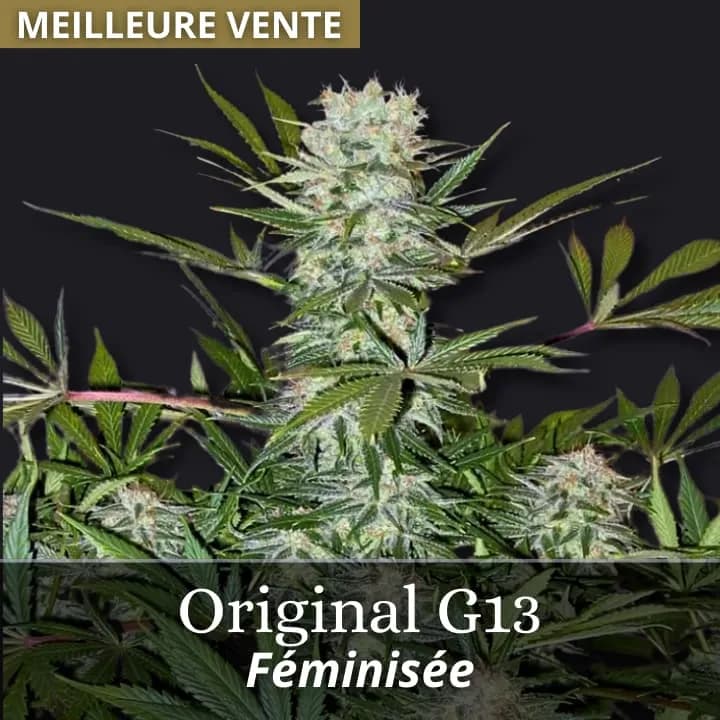 G13 Original