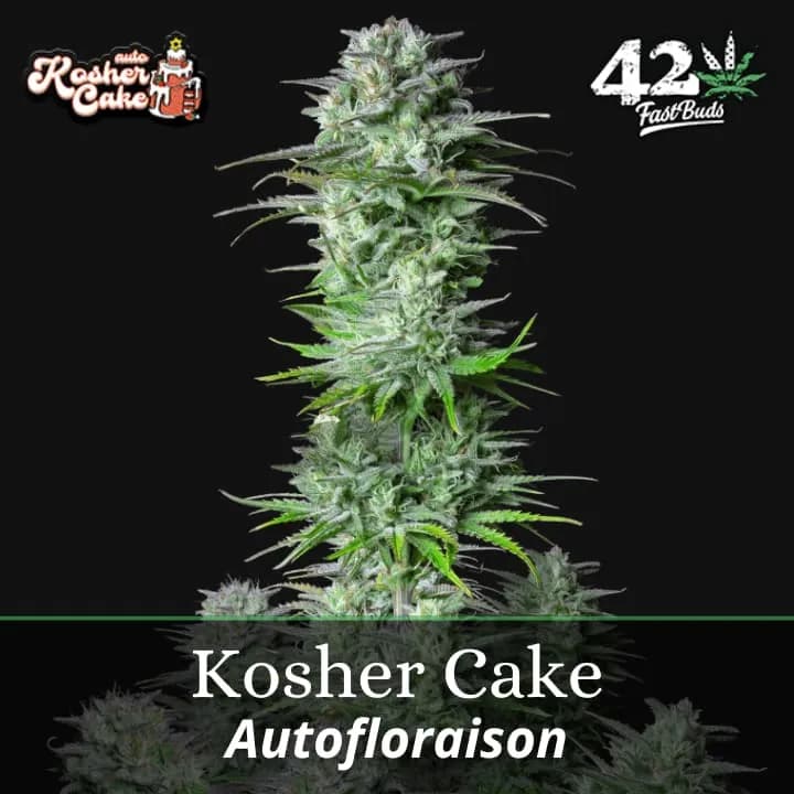 Kosher Cake Auto