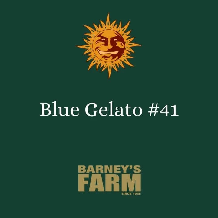 Blue Gelato #41