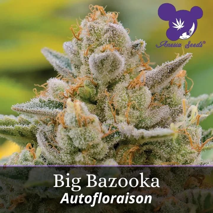 Big Bazooka Auto