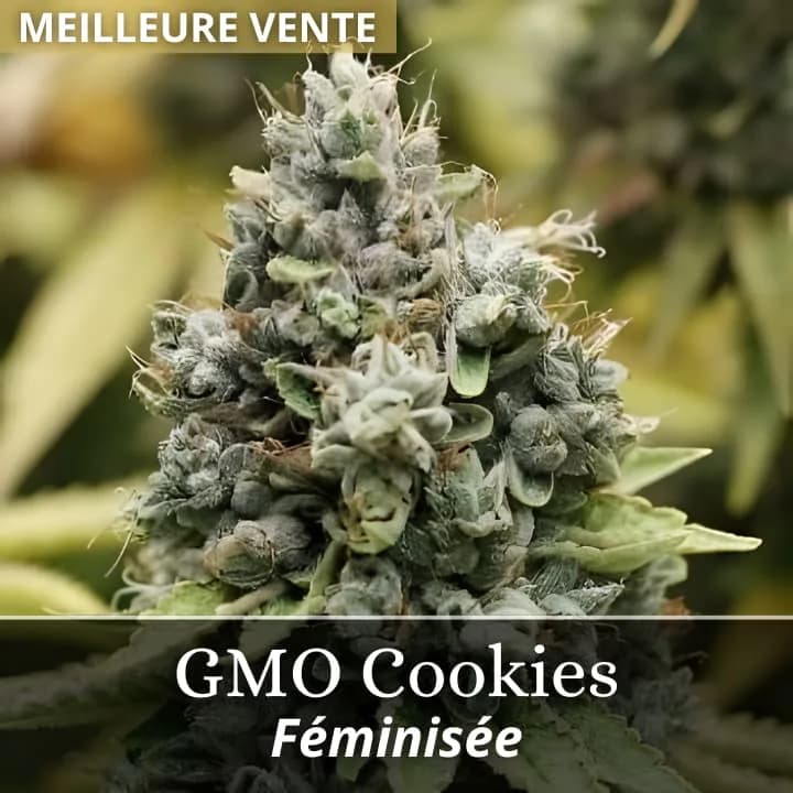 GMO Cookies