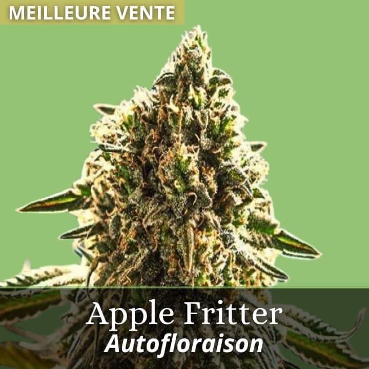 Apple Fritter Auto
