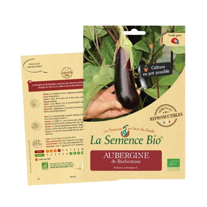 Aubergine de Barbentane