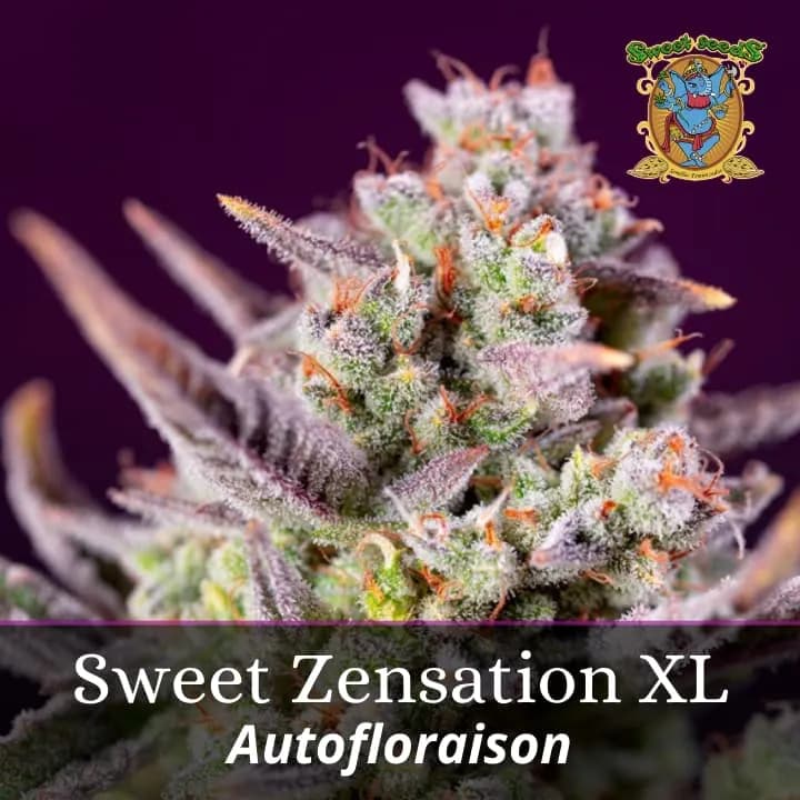 Sweet Zenzation XL Auto