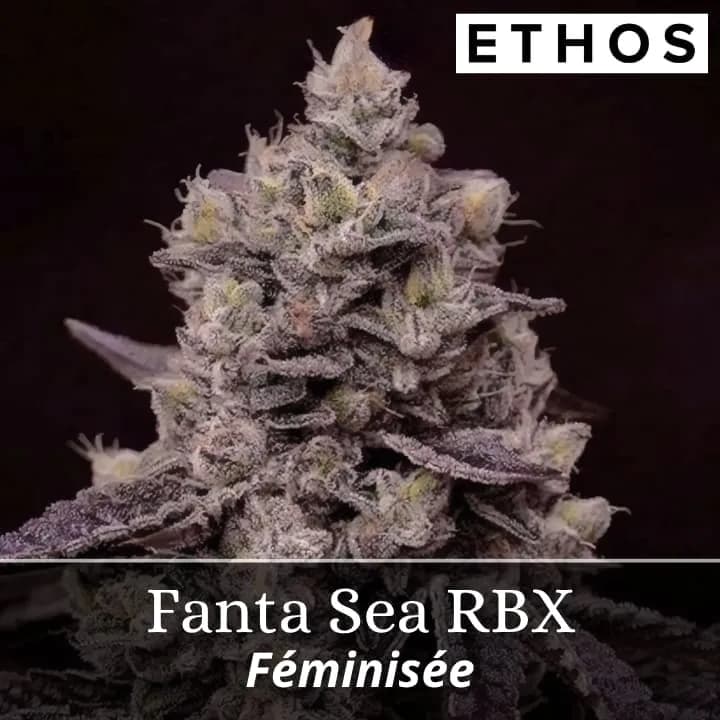 Fanta Sea RBX