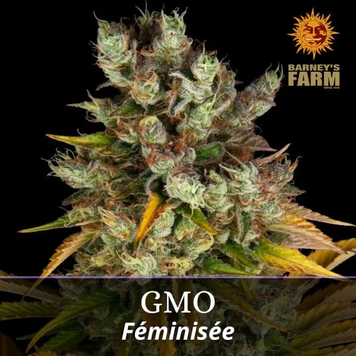 GMO
