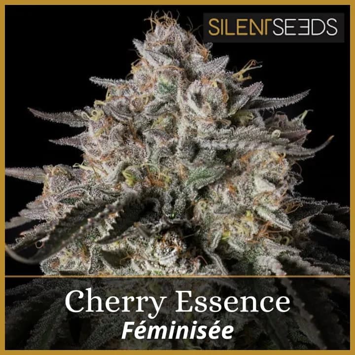 Cherry Essence