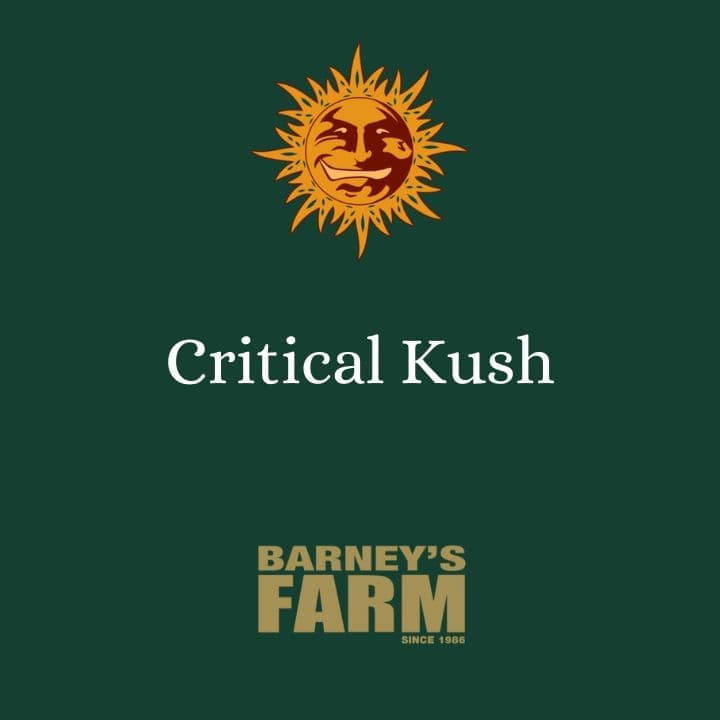 Critical Kush