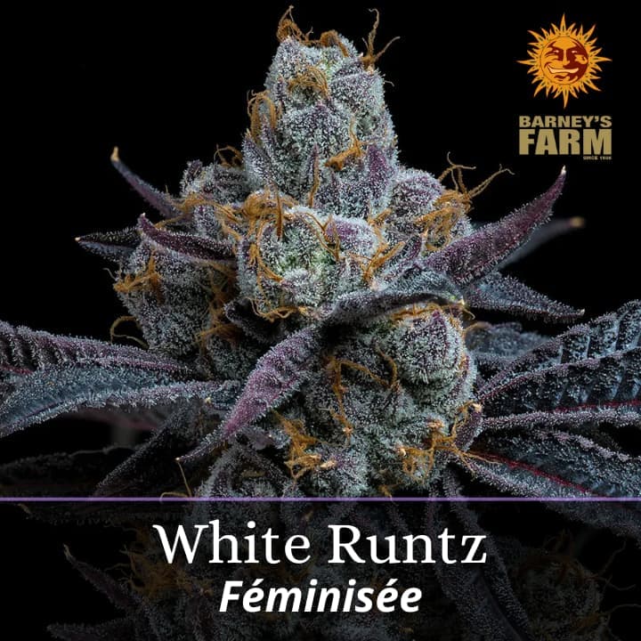 White Runtz