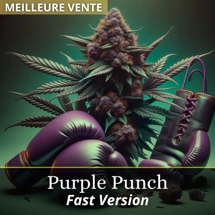 Purple Punch Fast Version