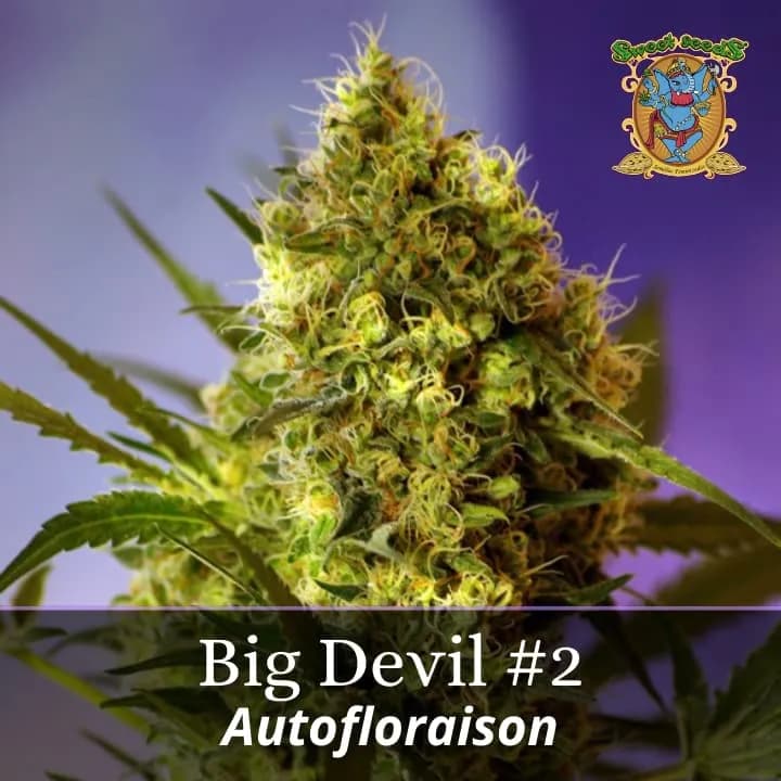Big Devil #2 Auto