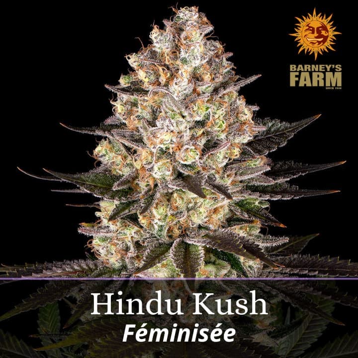 Hindu Kush