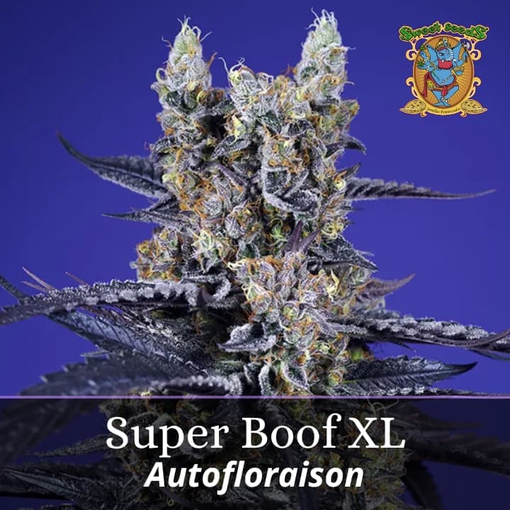 Super Boof XL Auto PROMO