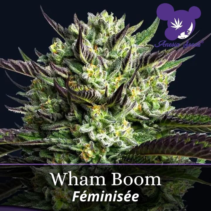 Wham Boom