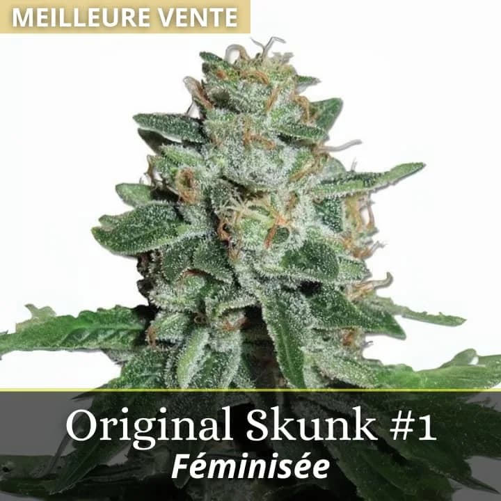 Skunk #1 Original