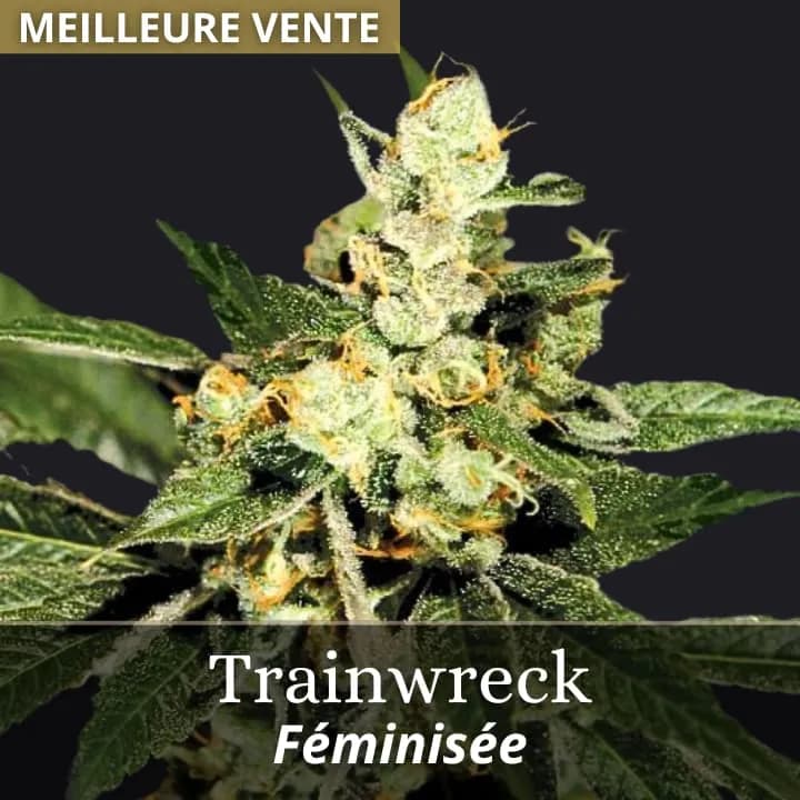 Trainwreck