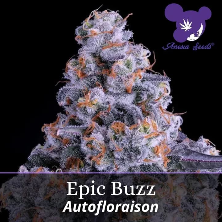 Epic Buzz Auto