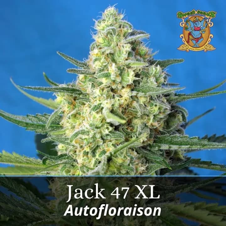 Jack 47 XL Auto PROMO