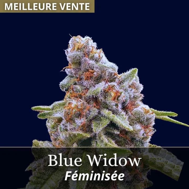 Blue Widow