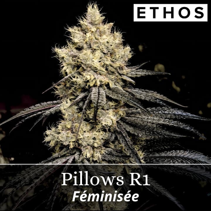 Pillows R1