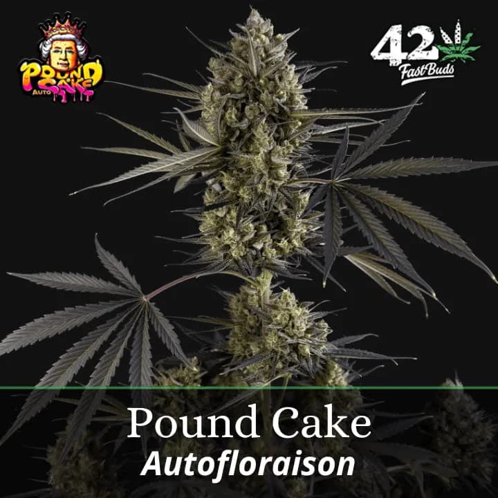 Pound Cake Auto