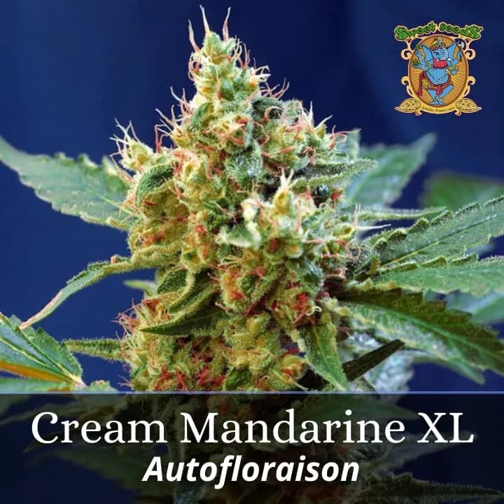 Cream Mandarine XL Auto PROMO