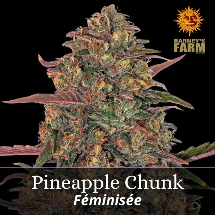 Pineapple Chunk