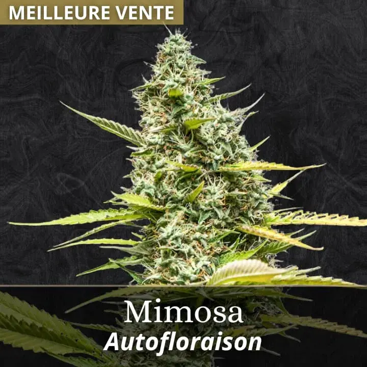 Mimosa Auto