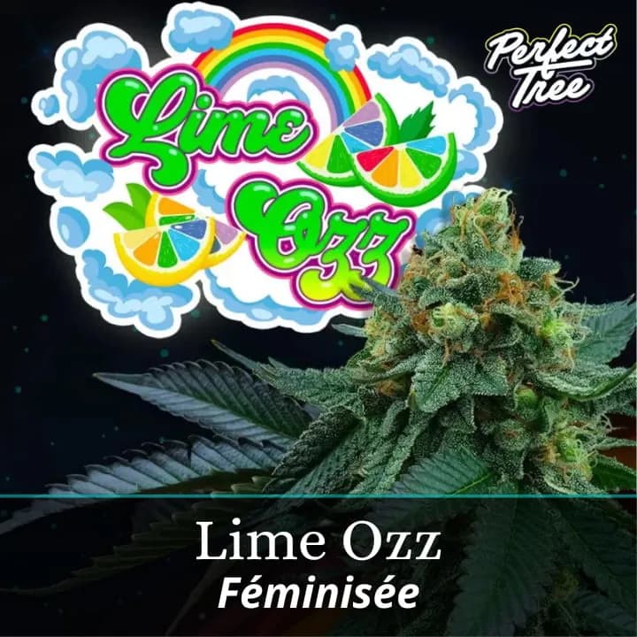 Lime Ozz