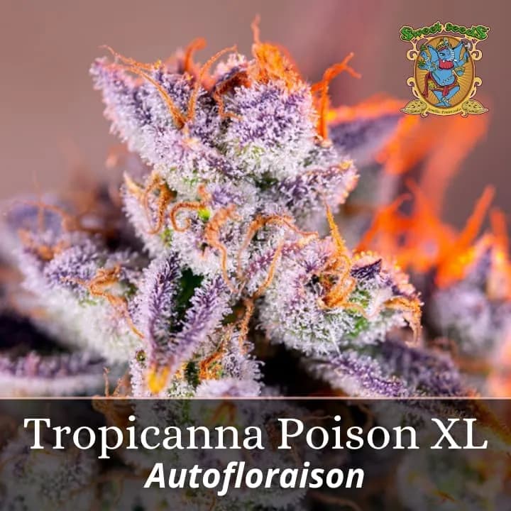 Tropicanna Poison XL Auto