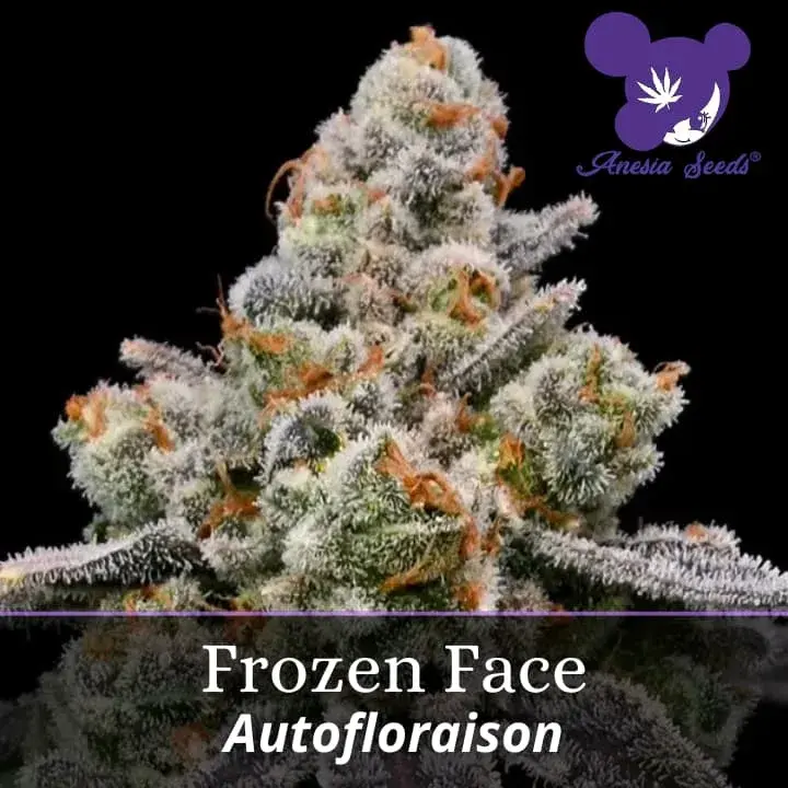Frozen Face Auto