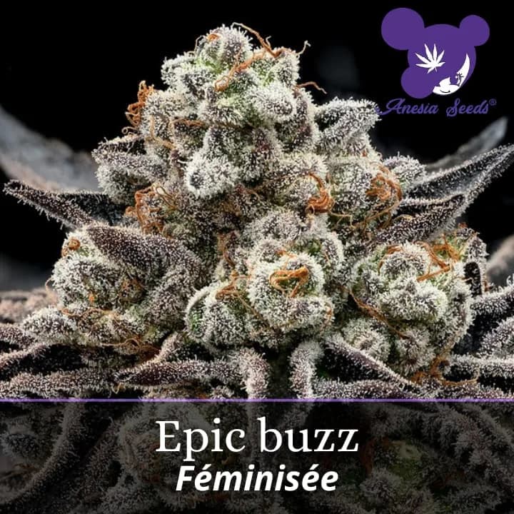 Epic buzz