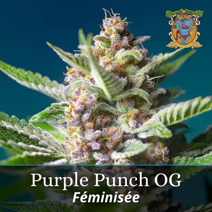 Purple Punch OG PROMO