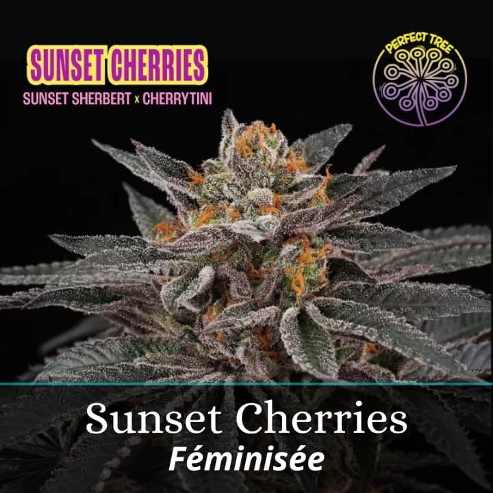 Sunset Cherries